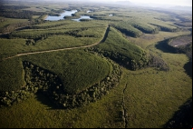 Suzano conecta mais de 100 mil hectares de florestas em 2024