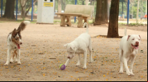 Saiba como funciona o SinPatinhas, novo RG Animal para cães e gatos