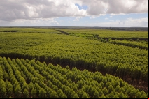 Suzano alcança redução histórica de 61% nos incêndios em suas áreas florestais com ações estratégicas e tecnologia