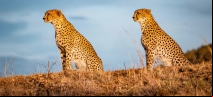 Dia Internacional da Diversidade Biológica foca em harmonia e desenvolvimento