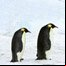 COP 15